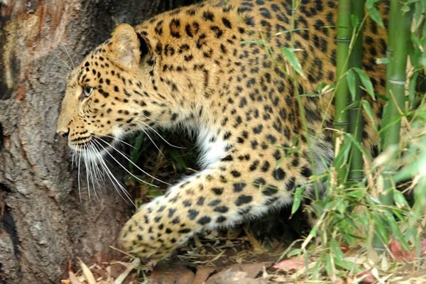 Ménagerie, Zoo of the Jardin des Plantes Paris Tickets | Book Onli