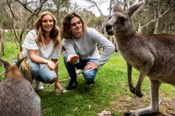 Moonlit Sanctuary Wildlife Conservation Park Pearcedale Tickets | Book O