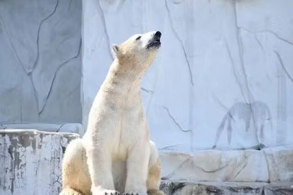 Nagoya-City Higashiyama Zoo and Botanical Gardens Tickets | 