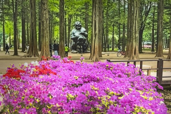 Nami Island, Petite France, and Italian Village Tour from Se Gapyeong-gun Ticket