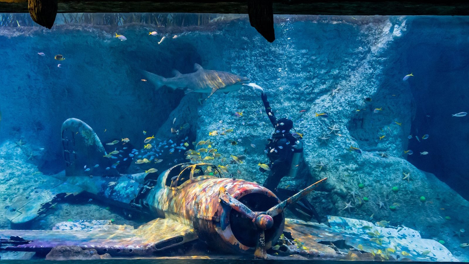 The National Aquarium Abu Dhabi Tickets – Largest Aquarium in the Middle East