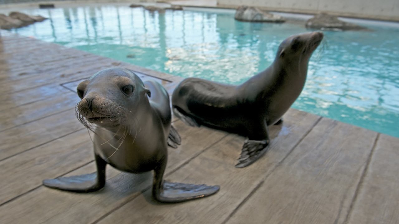 New England Aquarium Ticket