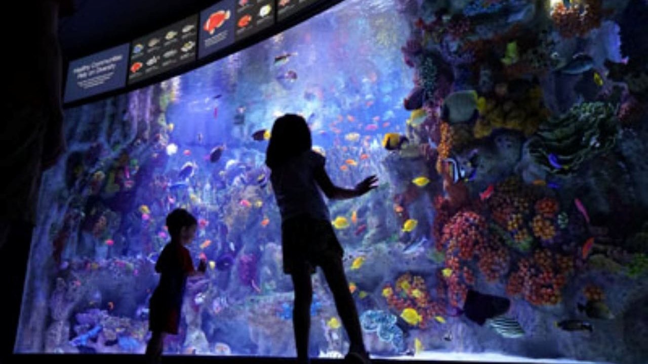 New England Aquarium Ticket