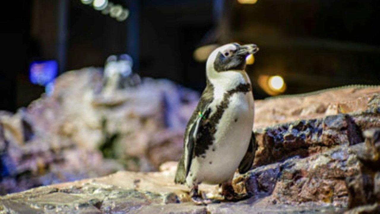 New England Aquarium Ticket