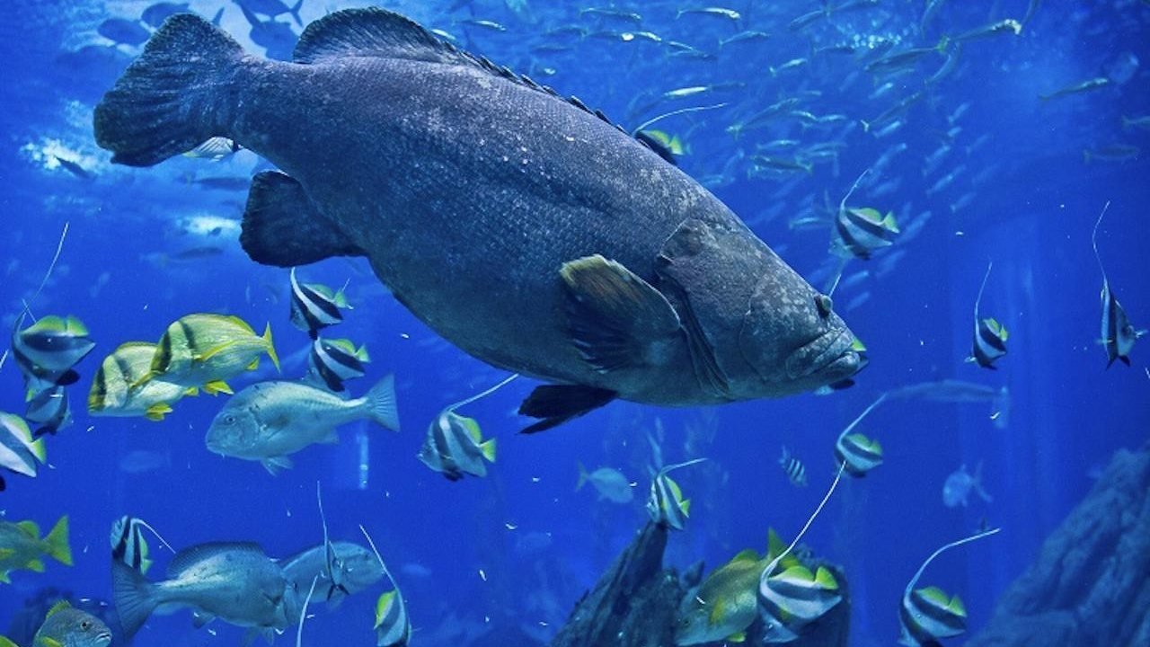Oceanário de Lisboa Ticket