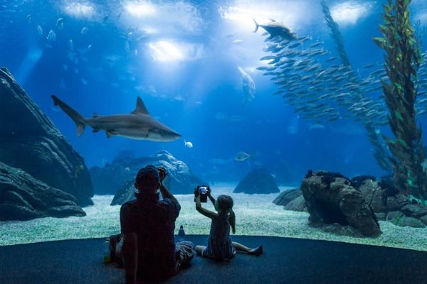 Oceanário de Lisboa Lisbon Tickets | Book Online
