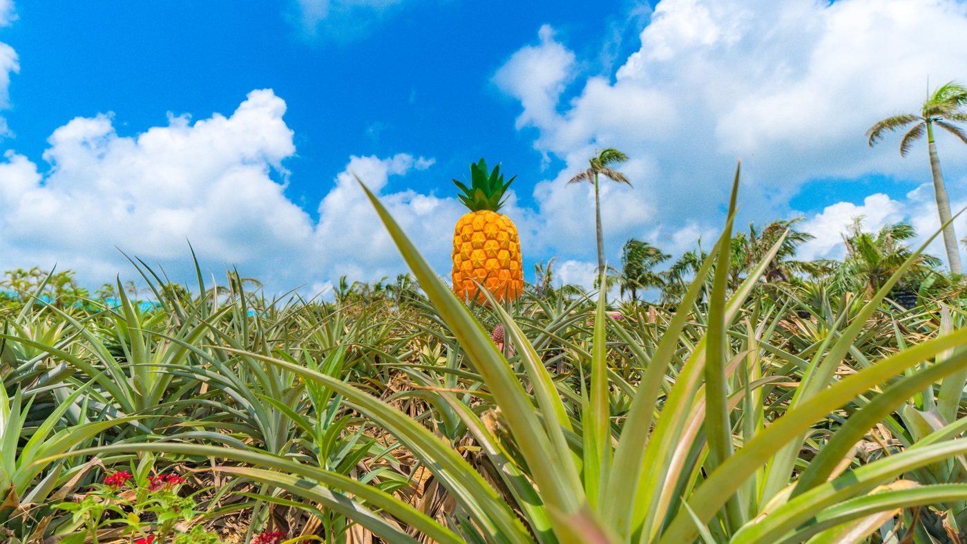 Okinawa Nago Pineapple Park