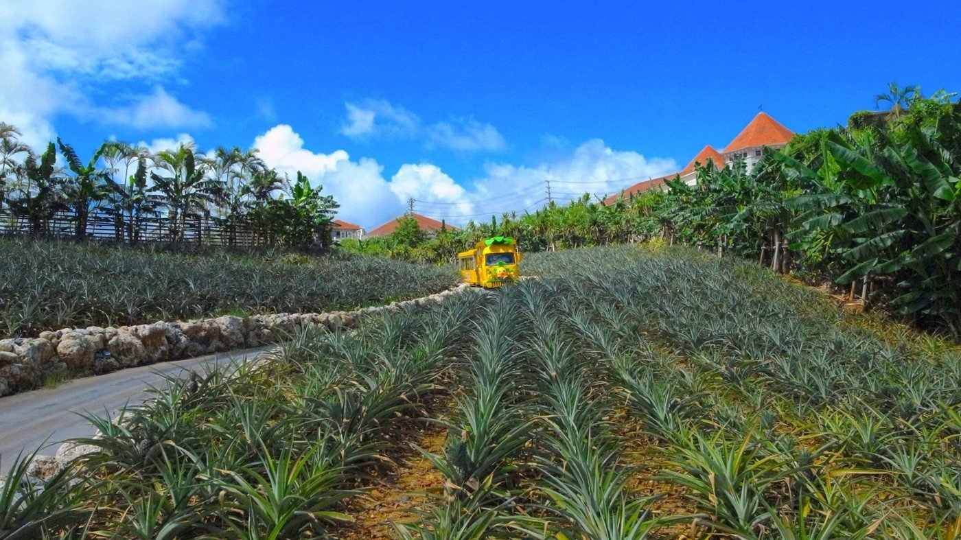 Okinawa Nago Pineapple Park
