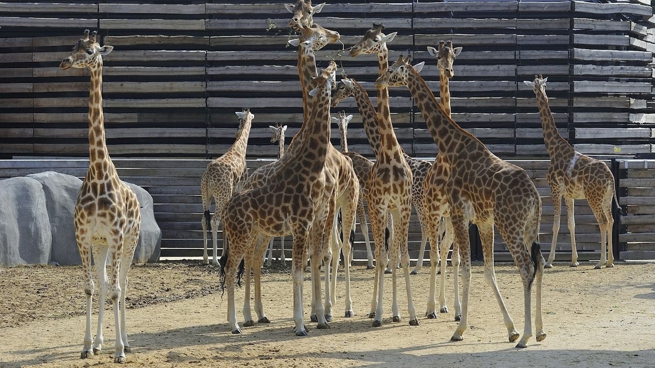 Paris Zoo (Parc Zoologique de Paris)