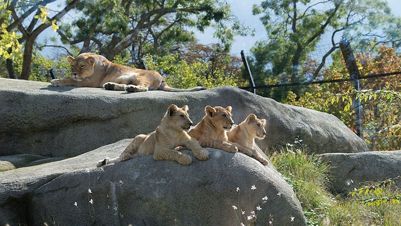 Paris Zoo (Parc Zoologique de Paris)