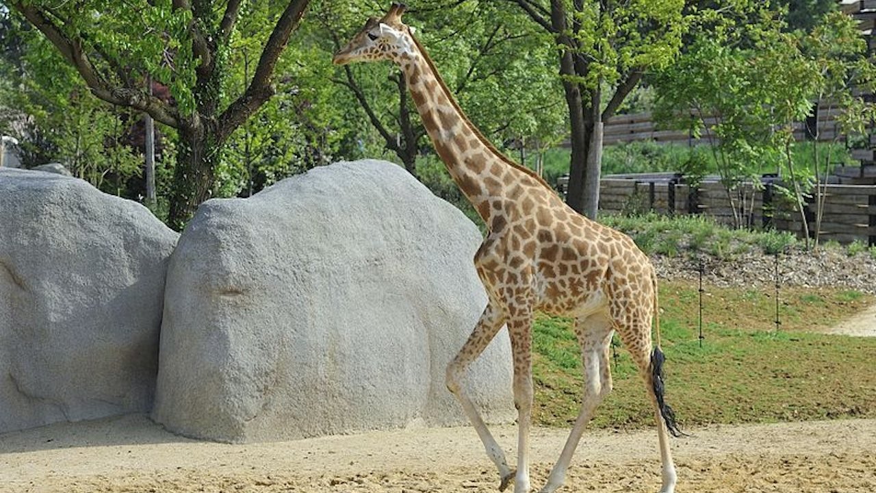 Paris Zoo (Parc Zoologique de Paris)