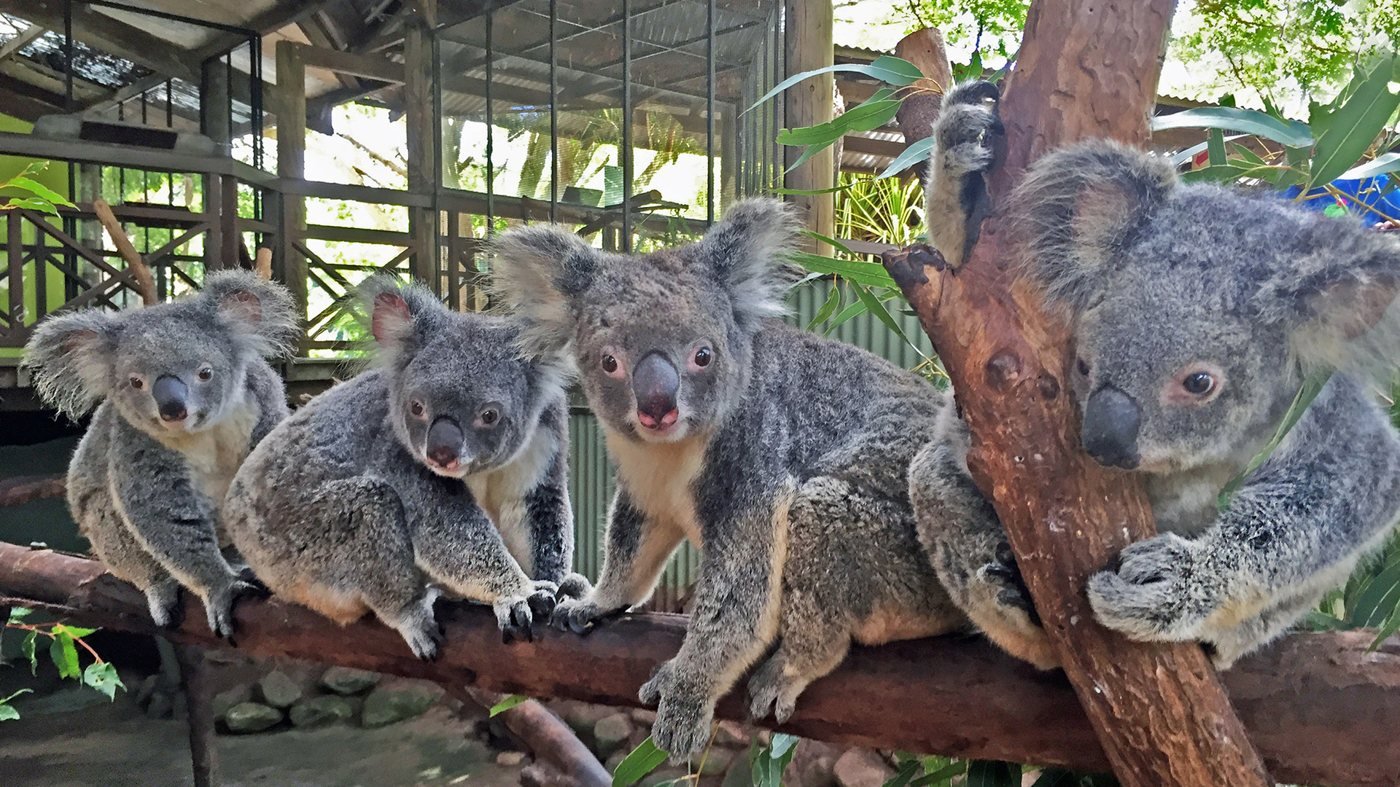 Rainforestation Nature Park Experiences