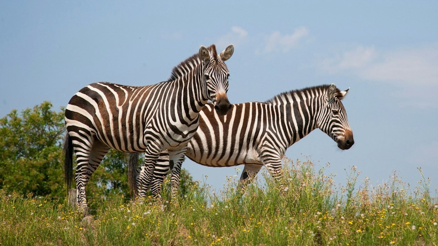 Safari de Peaugres: Entry Ticket