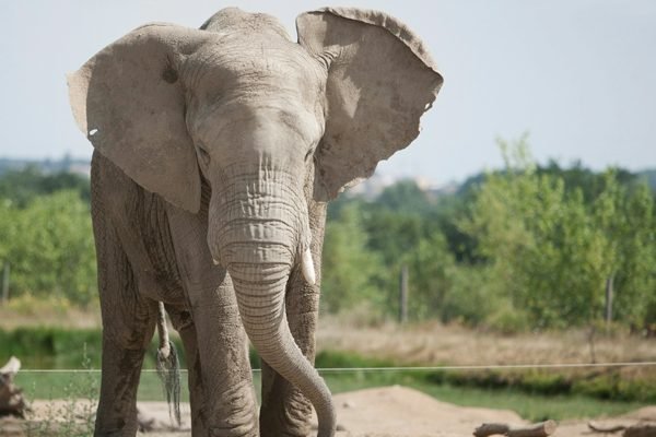 Safari de Peaugres: Entry Ticket | Book Online