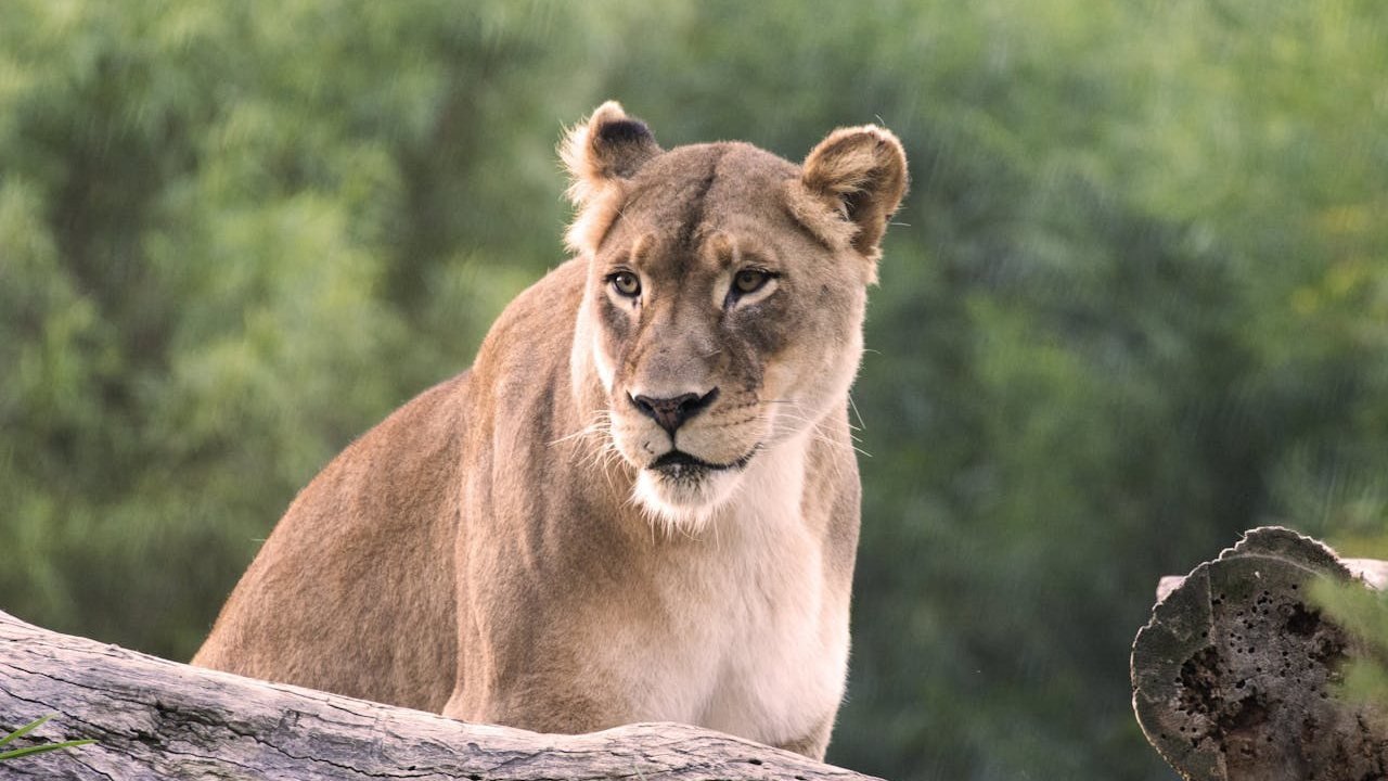 San Diego Zoo Safari Park Ticket
