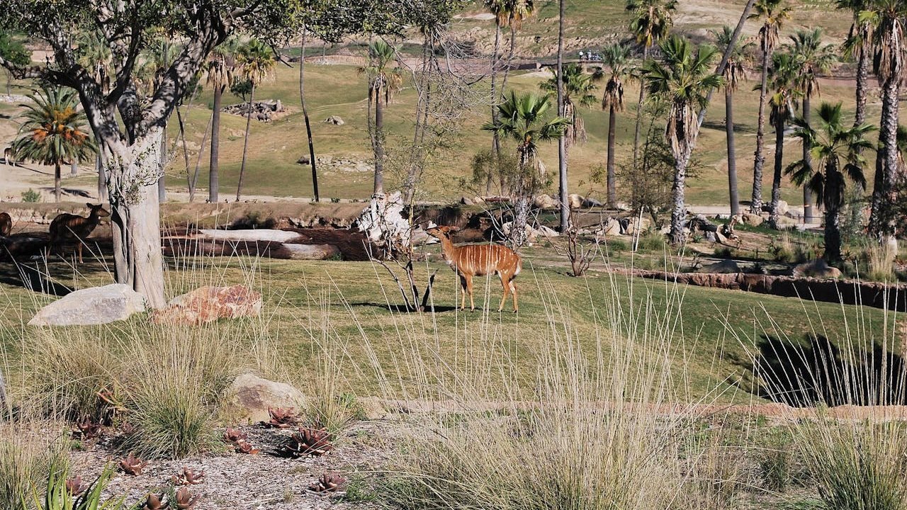 San Diego Zoo Safari Park Ticket