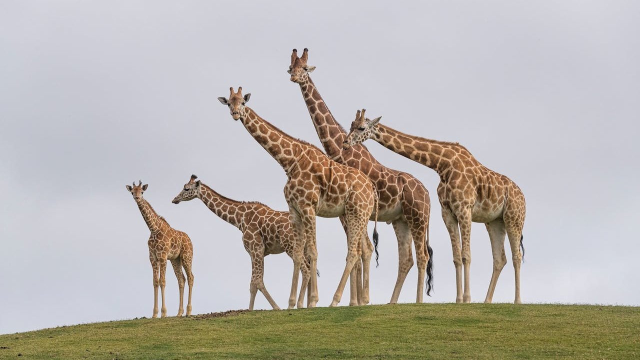 San Diego Zoo Safari Park Ticket