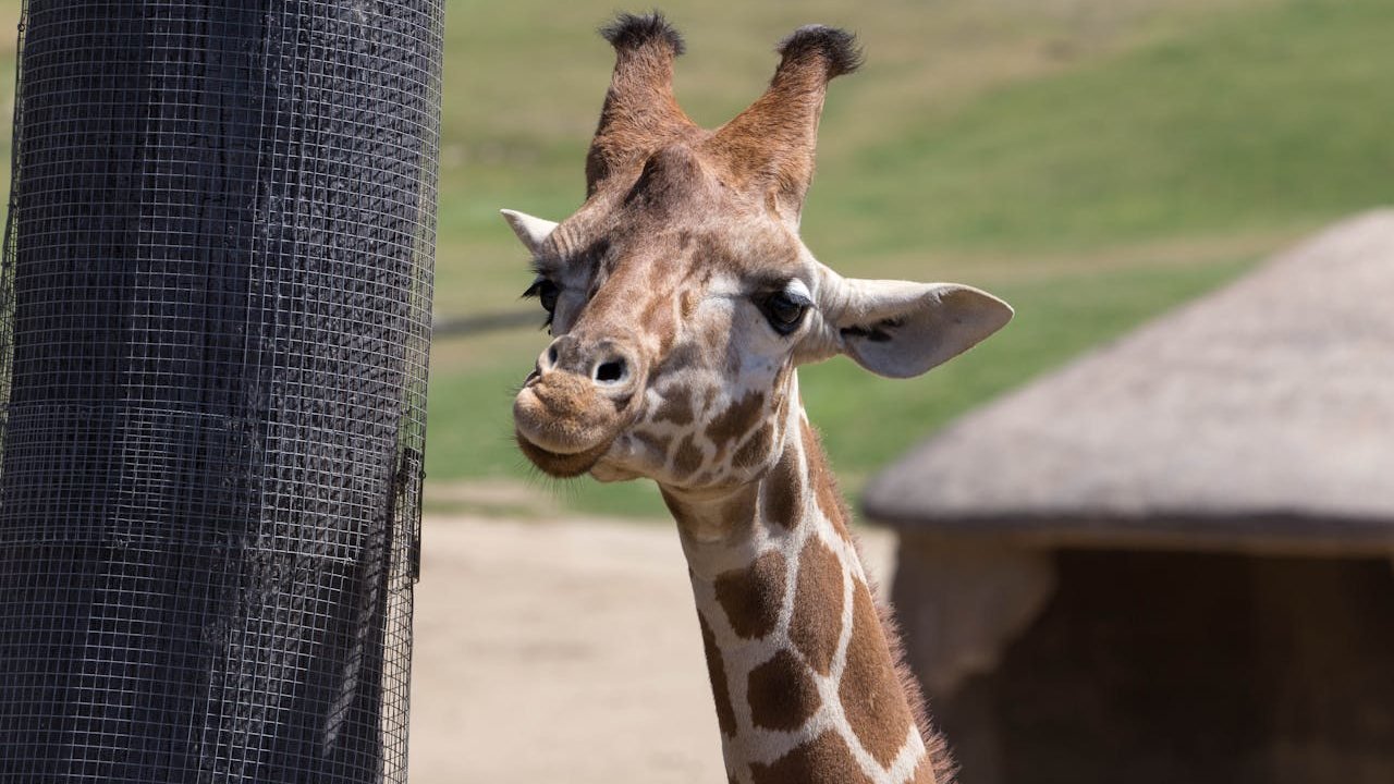 San Diego Zoo Safari Park Ticket