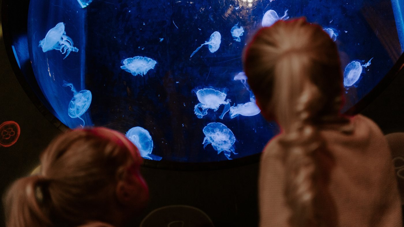 SEA LIFE Brighton Ticket