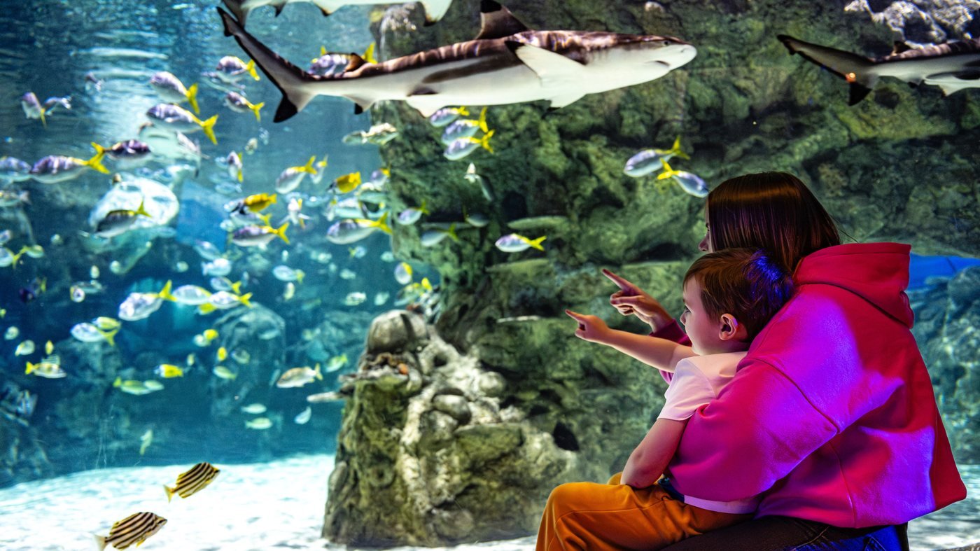 SEA LIFE Brighton Ticket