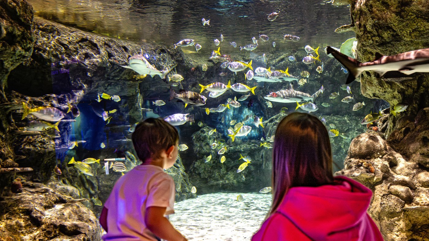 SEA LIFE Brighton Ticket