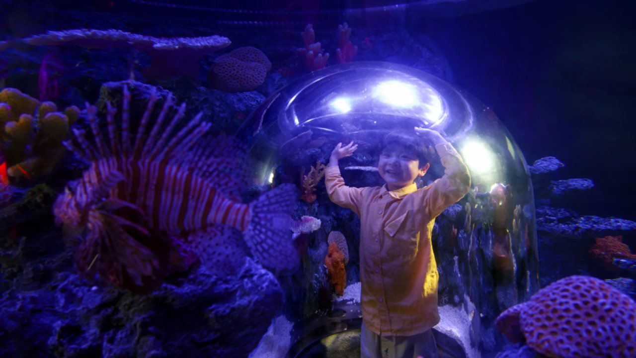 SEA LIFE COEX, Seoul Aquarium Ticket