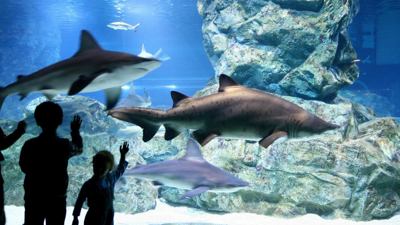 SEA LIFE COEX, Seoul Aquarium Ticket