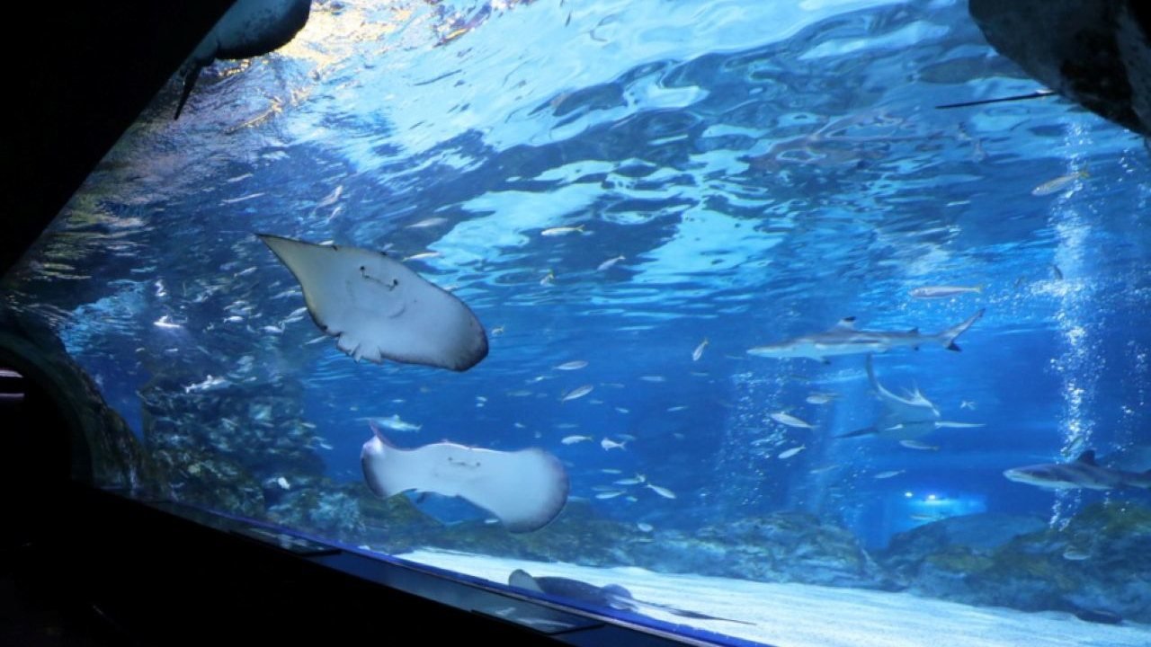 SEA LIFE COEX, Seoul Aquarium Ticket