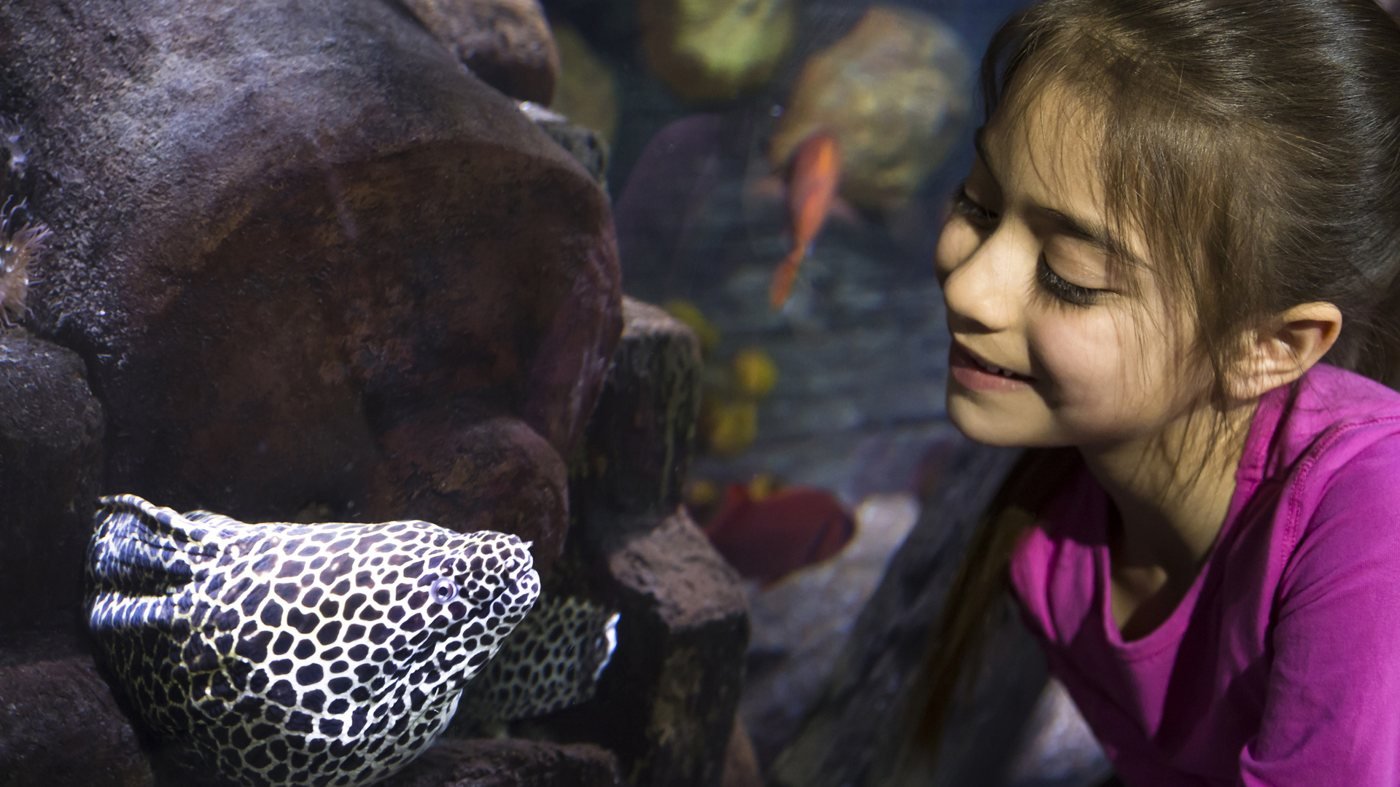 SEA LIFE Hannover Aquarium Ticket
