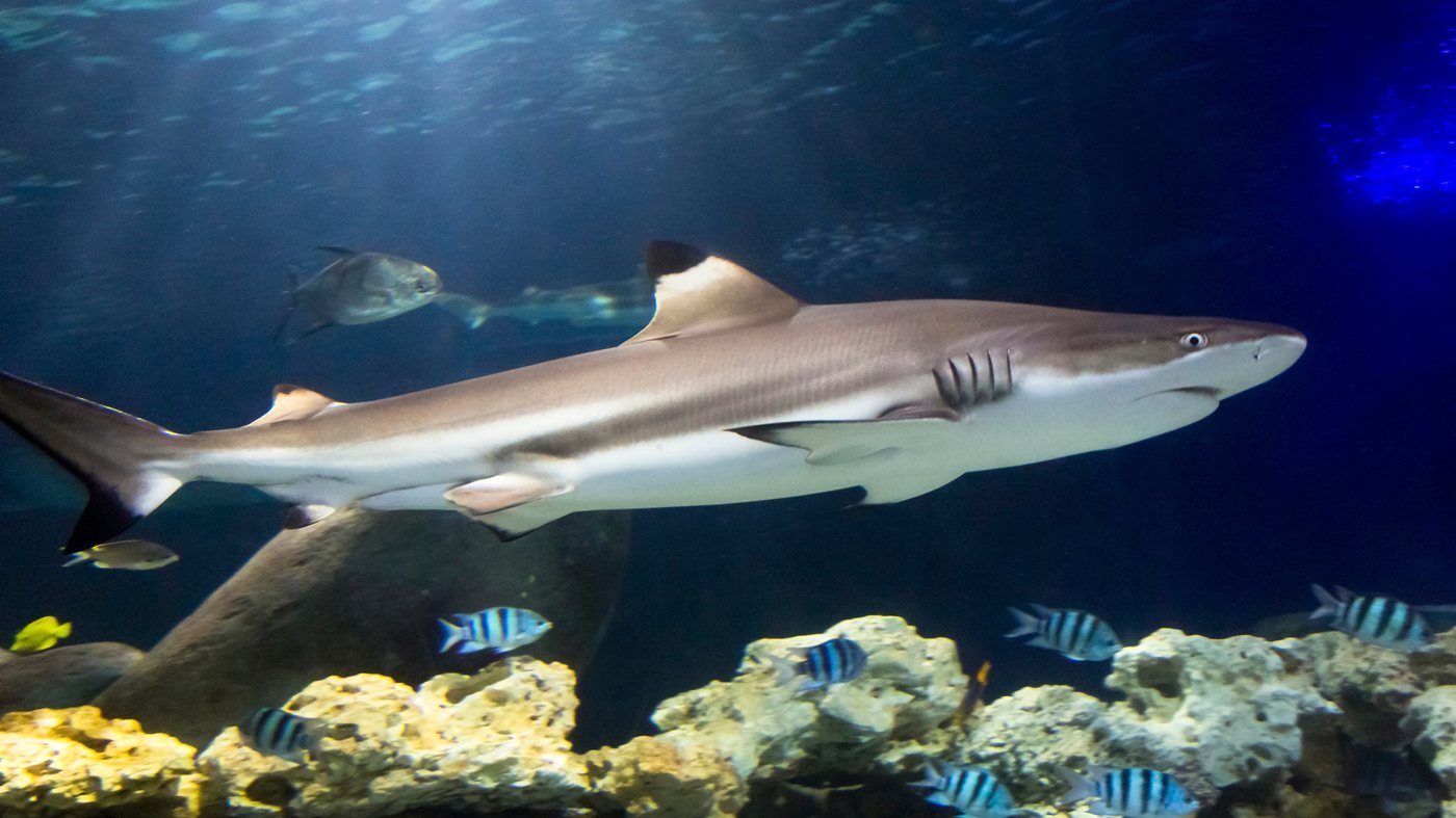 SEA LIFE Hannover Aquarium Ticket