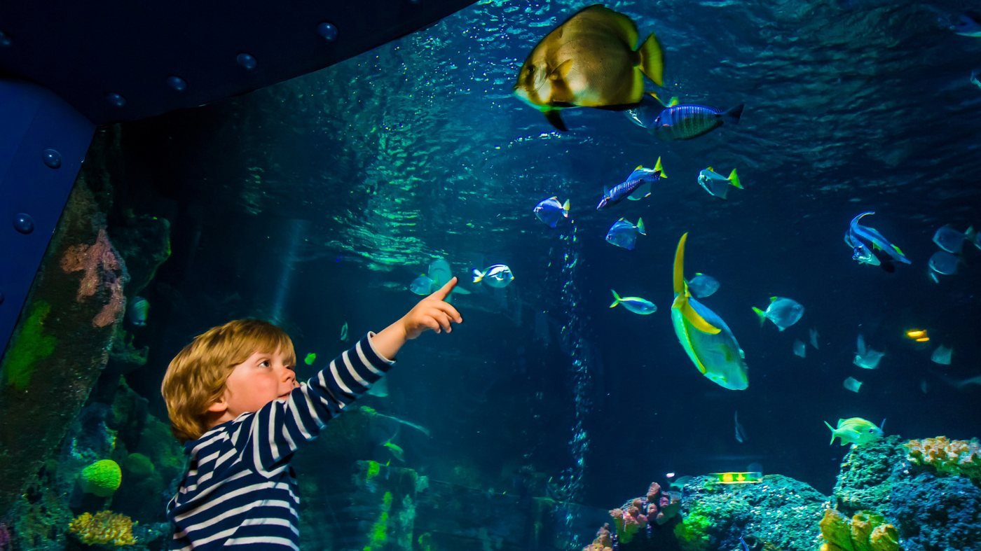 SEA LIFE Konstanz Aquarium Ticket