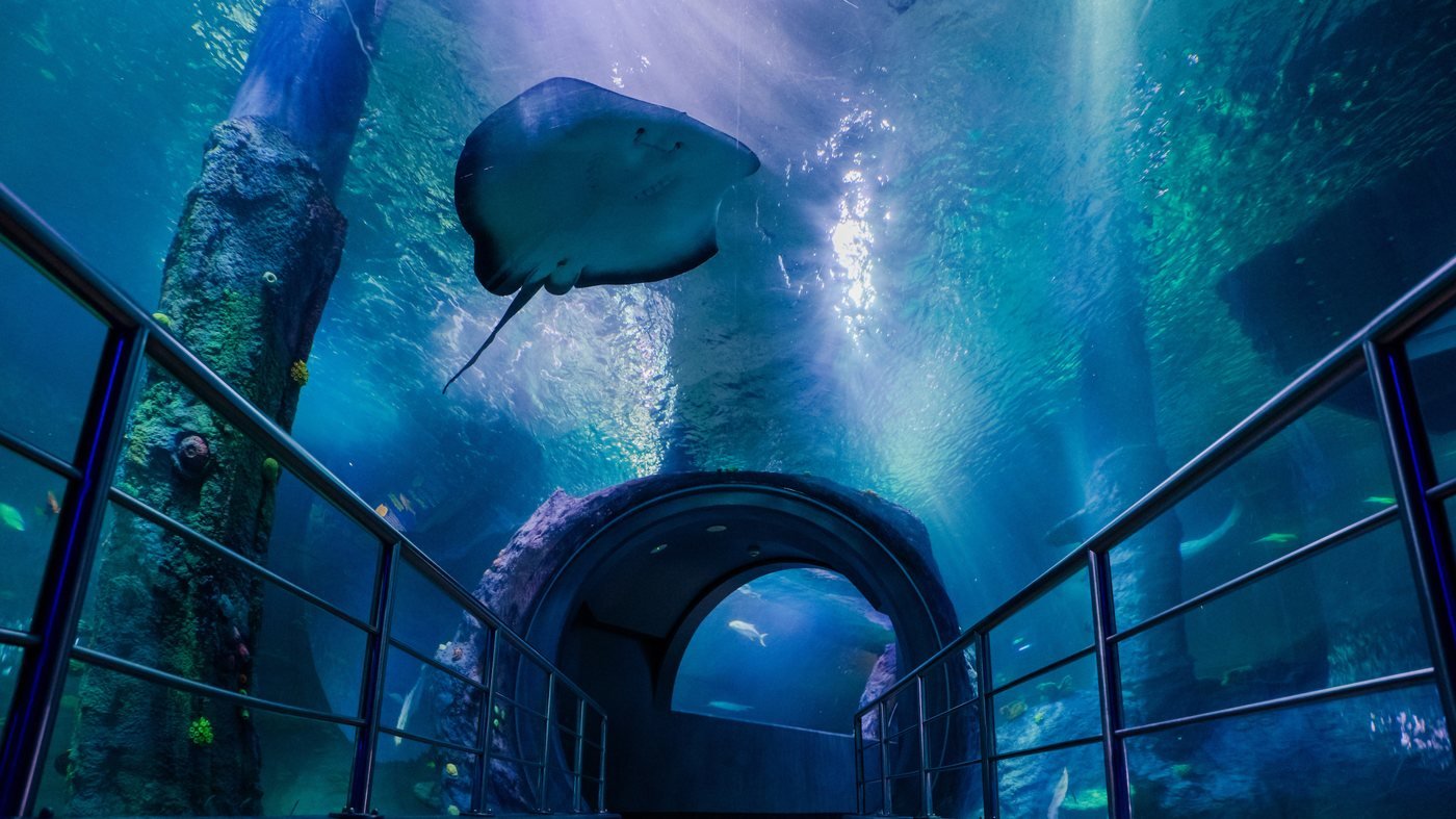 SEA LIFE Melbourne Aquarium Direct Entry Ticket