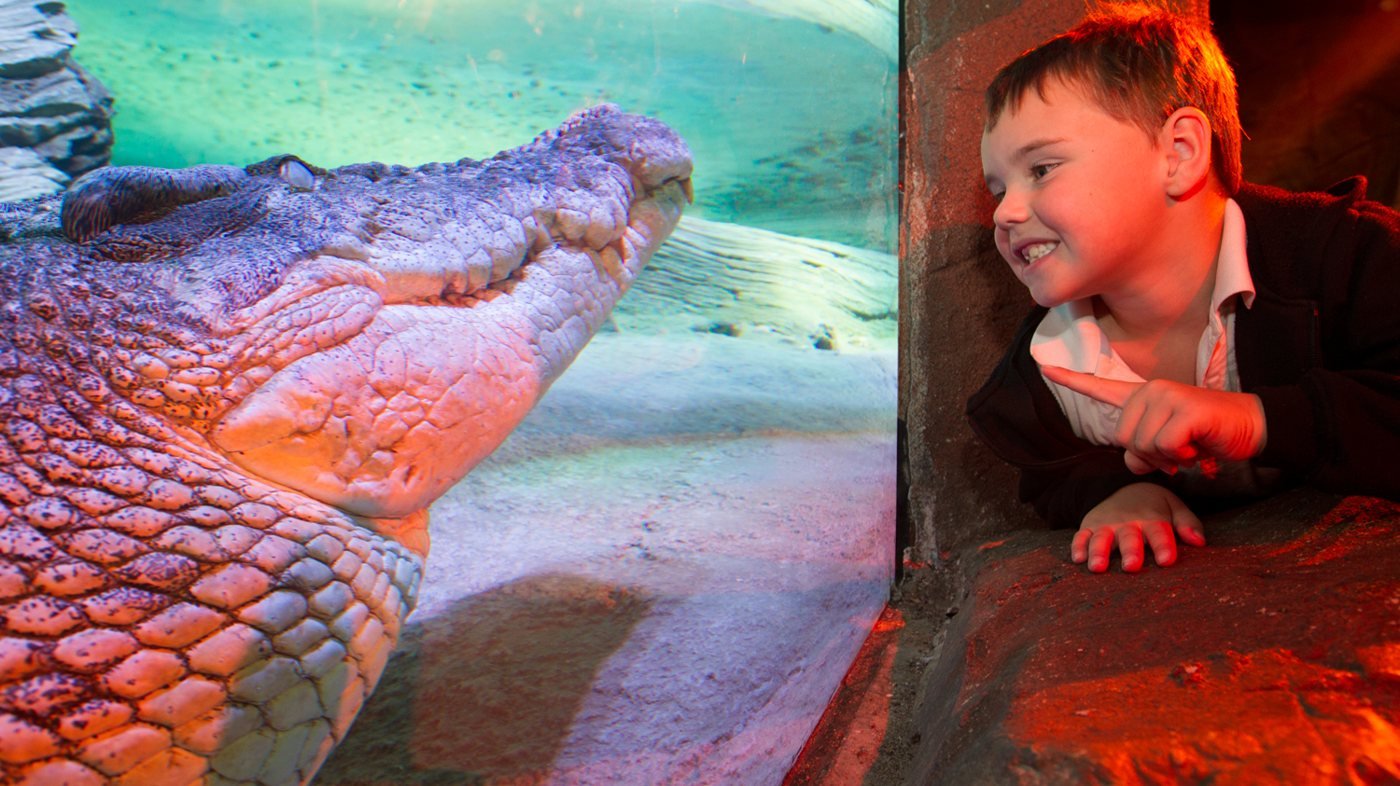 SEA LIFE Melbourne Aquarium Direct Entry Ticket