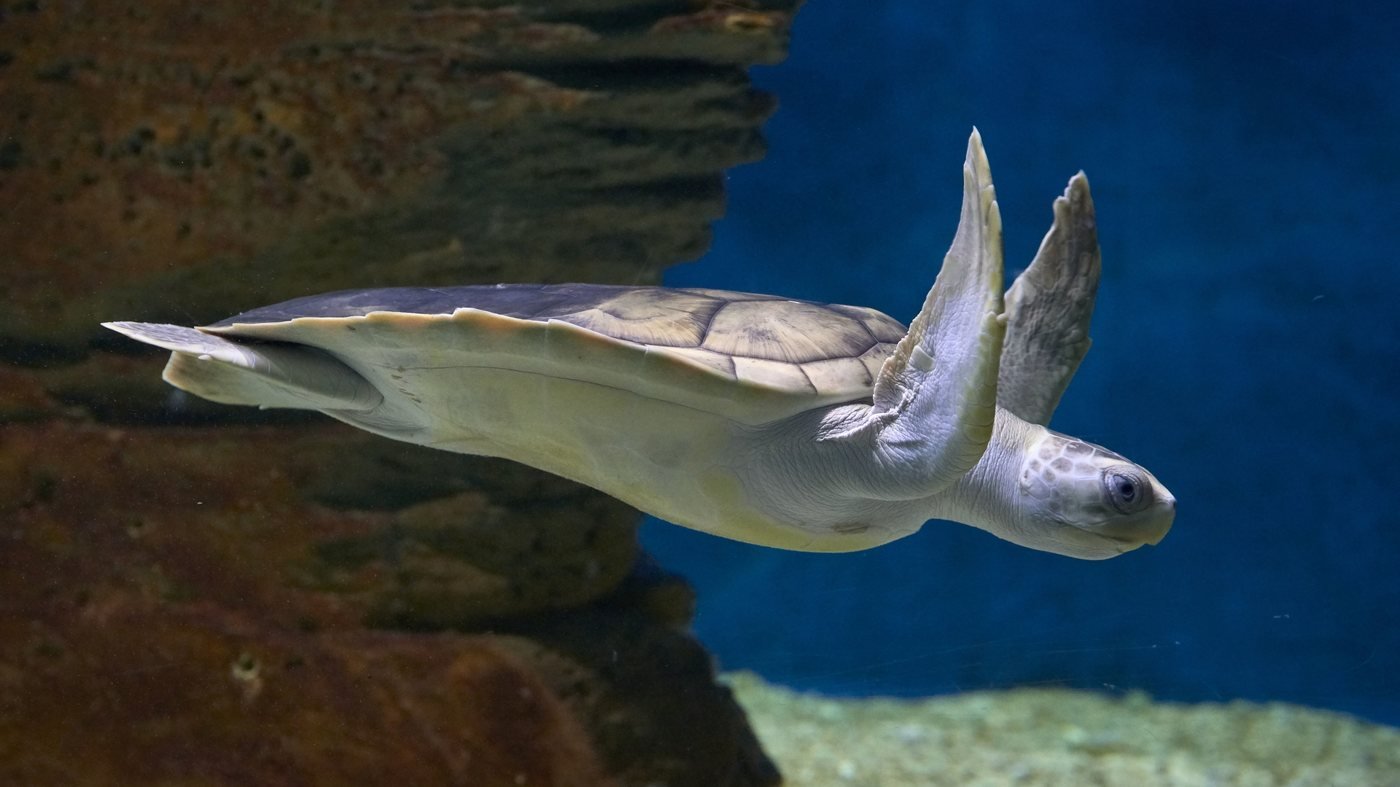SEA LIFE Melbourne Aquarium Direct Entry Ticket