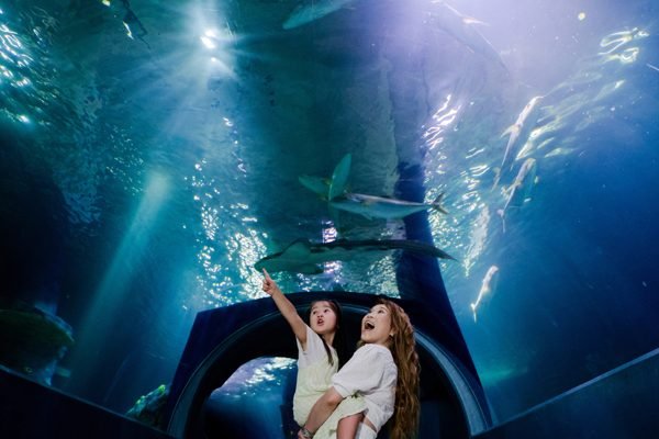 SEA LIFE Melbourne Aquarium Direct Entry Ticket | Book Onlin
