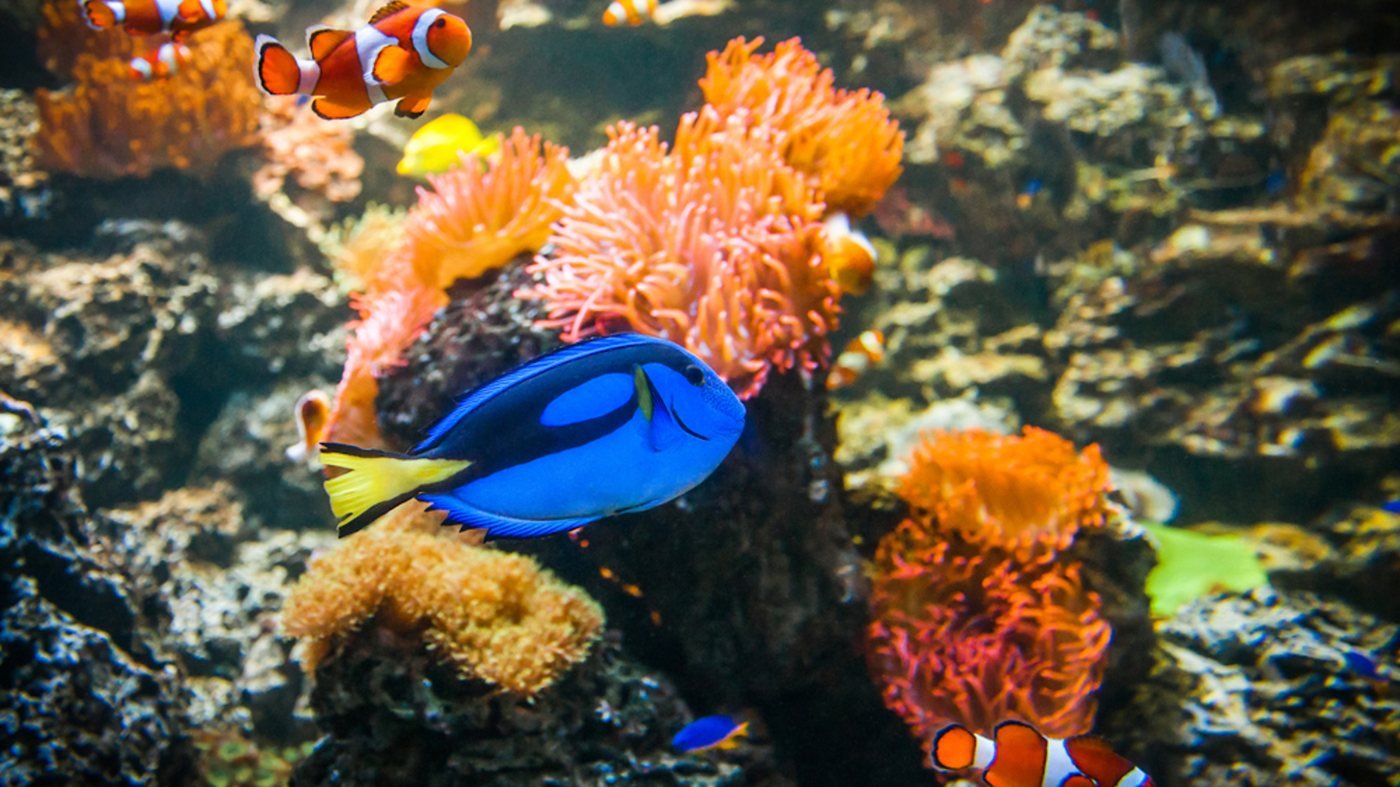 SEA LIFE Munich Aquarium Ticket