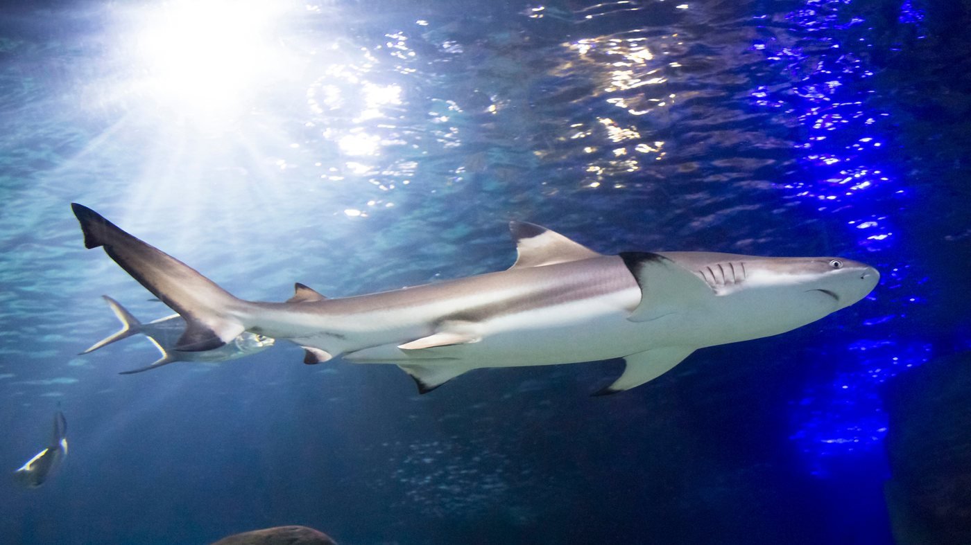 SEA LIFE Munich Aquarium Ticket