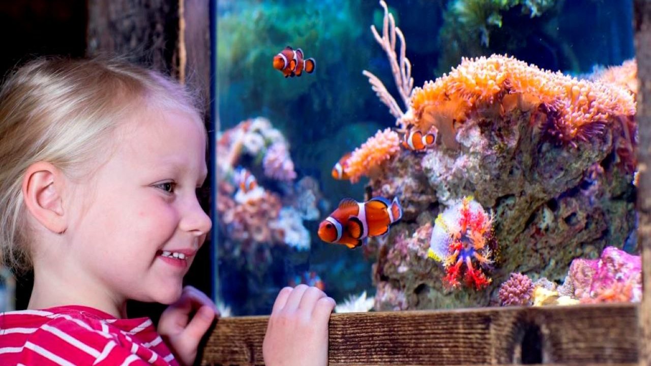 SEA LIFE Oberhausen Aquarium Ticket