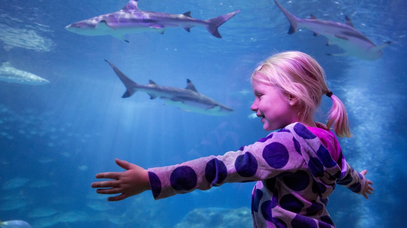 SEA LIFE Oberhausen Aquarium Ticket