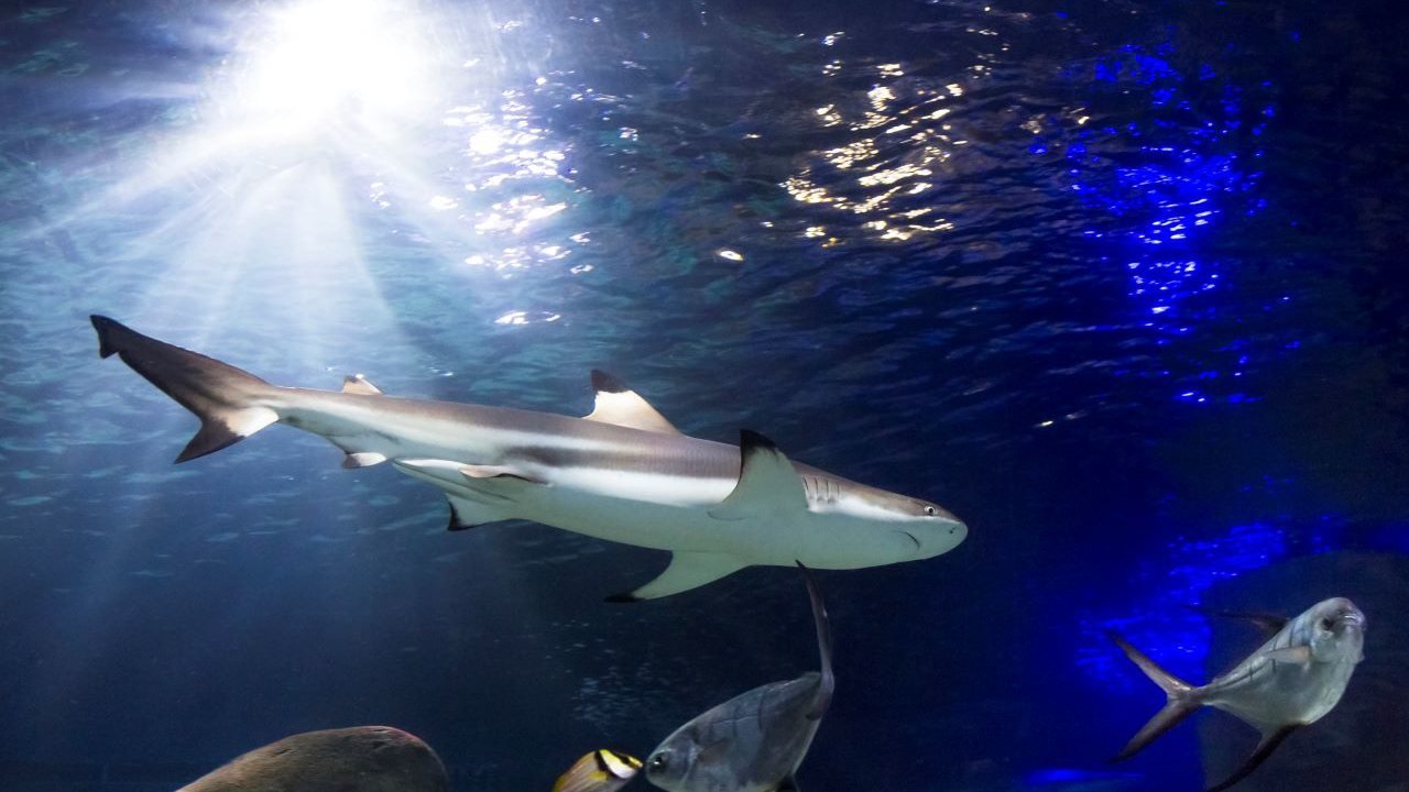 SEA LIFE Oberhausen Aquarium Ticket