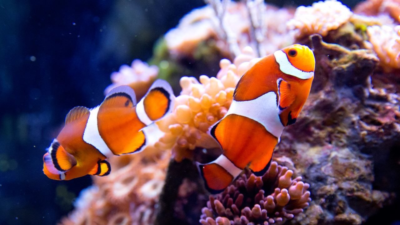 SEA LIFE Oberhausen Aquarium Ticket