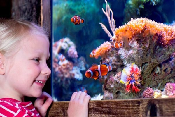 SEA LIFE Oberhausen Aquarium Ticket | Book Online