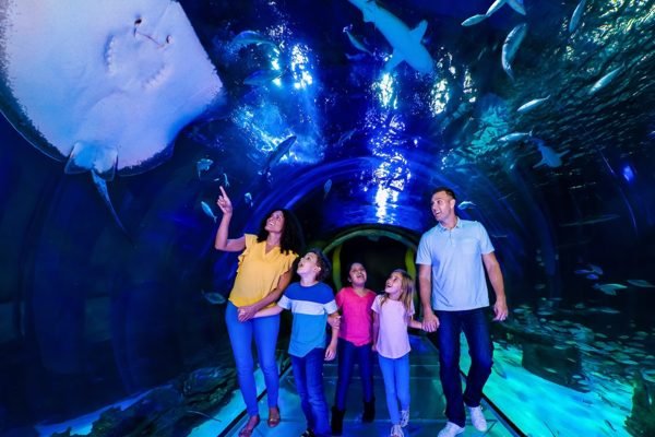 SEA LIFE Orlando Aquarium Ticket | Book Online