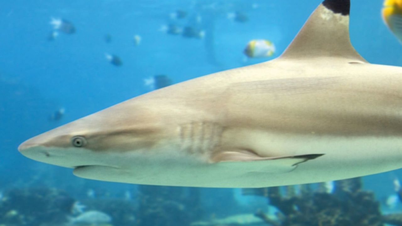 SEA LIFE Paris Aquarium Ticket