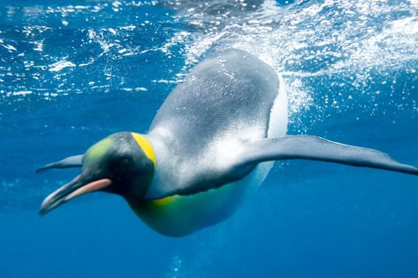 SEA LIFE Val d'Europe Serris Tickets | Book Online