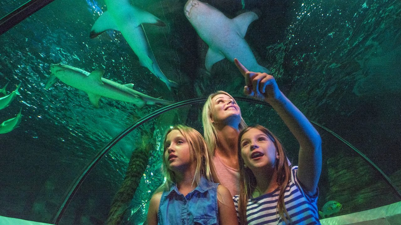 SEA LIFE Sunshine Coast Aquarium Direct Entry Ticket