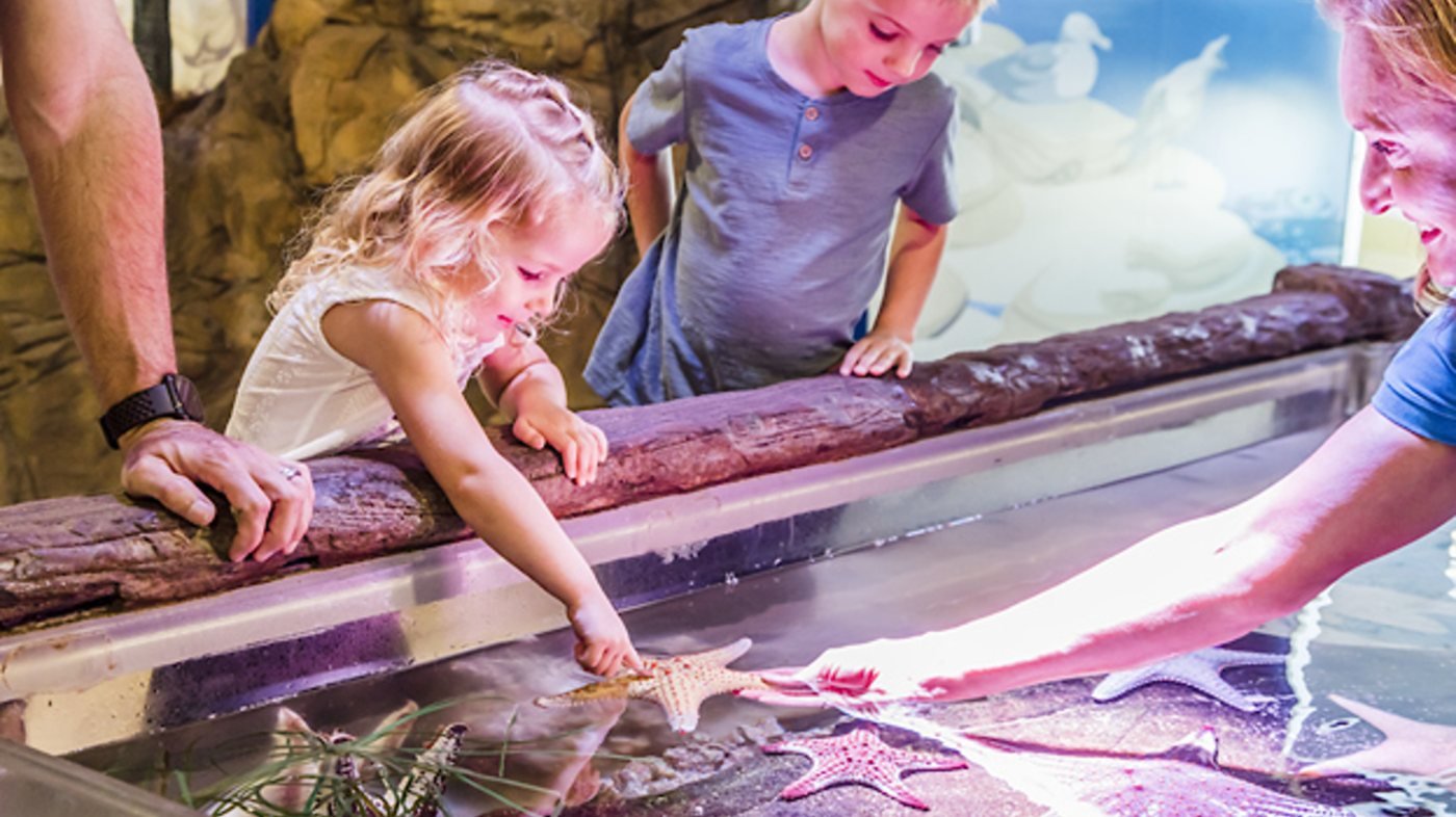 SEA LIFE Sunshine Coast Aquarium Direct Entry Ticket