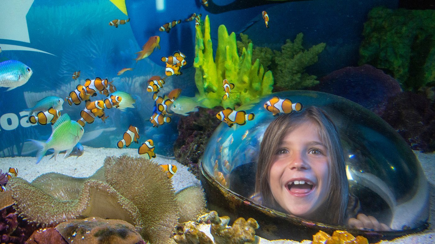 SEA LIFE Sunshine Coast Aquarium Direct Entry Ticket