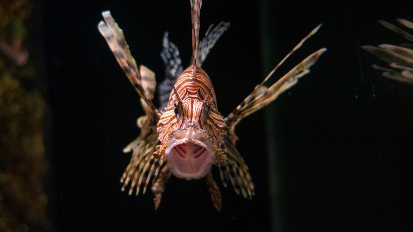 SEA LIFE Sunshine Coast Aquarium Direct Entry Ticket