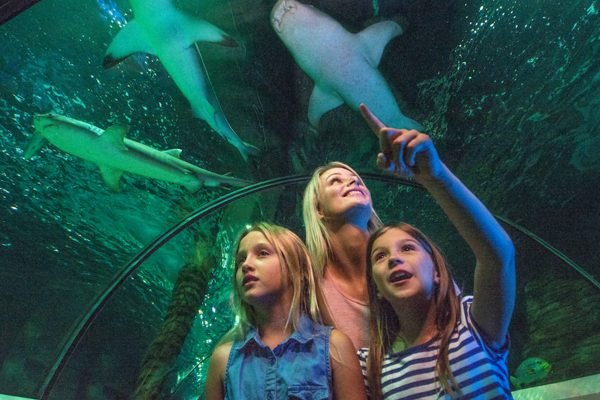 SEA LIFE Sunshine Coast Aquarium Direct Entry Mooloolaba Tickets | Book